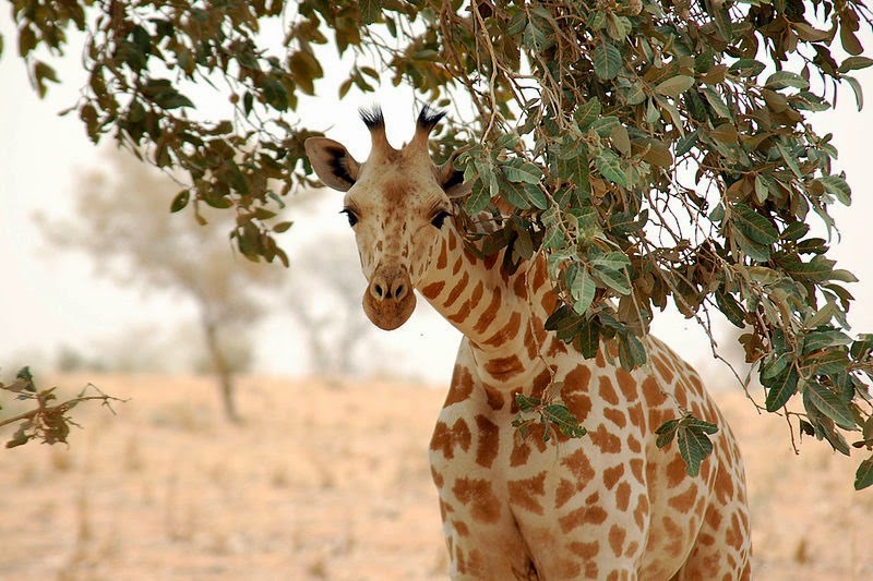 [girafe-du-Niger4.jpg]