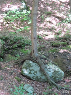 tree growing on top of large rock