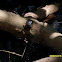 Mangrove Tree Crab