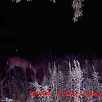 nichols deer 221.JPG
