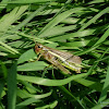 dsc05136.jpg