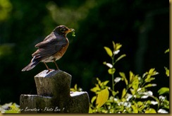 American Robin - Turdus migratorius American Robin - Turdus migratorius