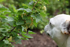 There's also the white currant, an albino version of the red.  It's not quite as tart as its red counterpart.