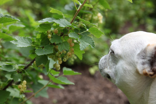 There's also the white currant, an albino version of the red.  It's not quite as tart as its red counterpart.