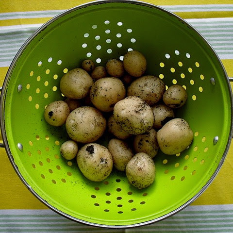 First harvest - Foremost potatoes