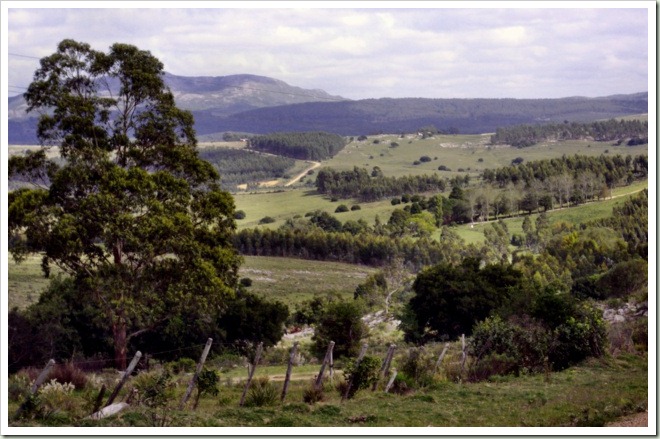 Vista del valle con las plantaciones de Eucaliptus