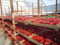 Bell peppers