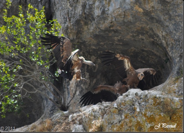 Buitre leonado (16)