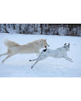 Silver white winter...

Yukon and Jake - Minneapolis, Minnesota.