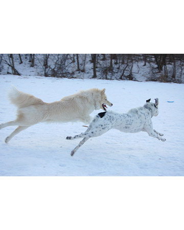 Silver white winter...

Yukon and Jake - Minneapolis, Minnesota.