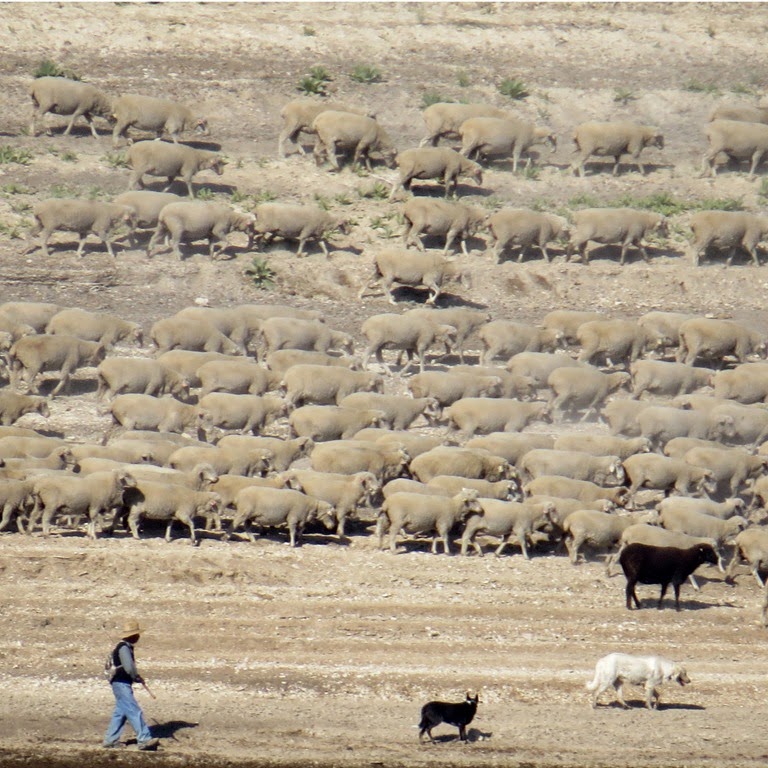 [Boca-and-Sheep-Herder-crystalharling.jpg]