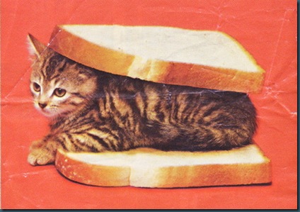 cat_sandwich_1