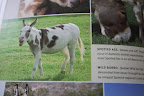 Oh, Franny, look at this one!  It's a Spotted Ass!  Doesn't that look a bit like Billie?  Not that I think of Billy as an ass.