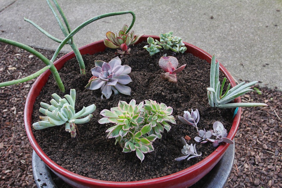 [120225_repotting_20%255B2%255D.jpg]