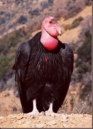 Amazing Animals Pictures California Condor (8)