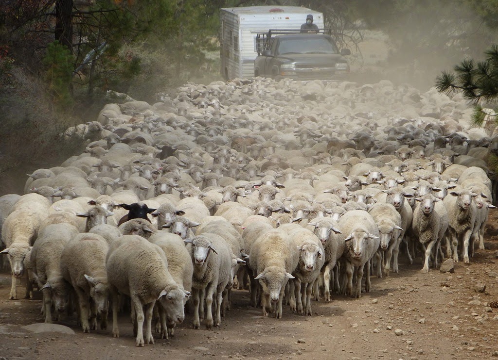 [Moving-the-Herd-crystalharling4.jpg]