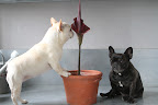 This is the strange flower of Amorphophallus 'Rivieri'.
