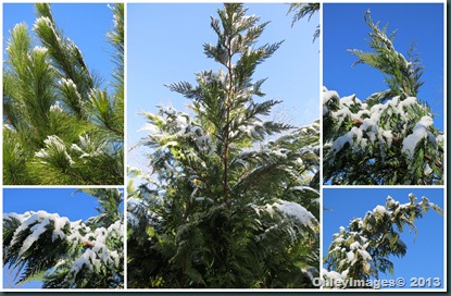 snow on pines