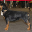 Hodowla Rottweilerów Toro Negro Rottweiler-020.JPG