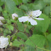 dsc01309.jpg