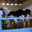 superleite2011_dia1507_93.JPG
