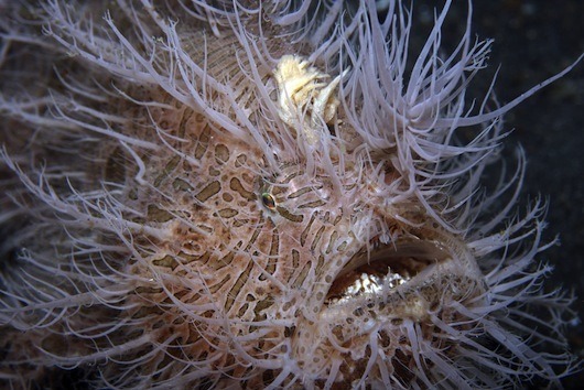 8_freaky_fish_8 8_freaky_fish_8