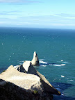 At last, the cape kidnapper.