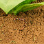 A dessicated snake hiding under a few leaves...