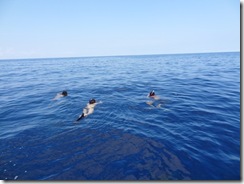 ハワイ島でイルカとダイビング ハワイ島でイルカとダイビング