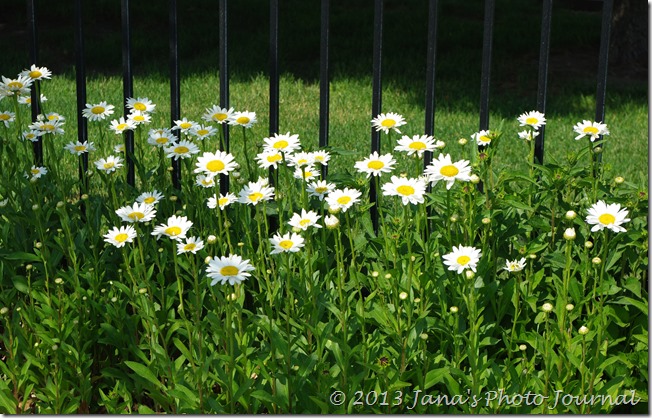 Daisies at Central Utah Gardens