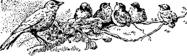 [robin_family_on_tree_limb%255B4%255D.jpg]