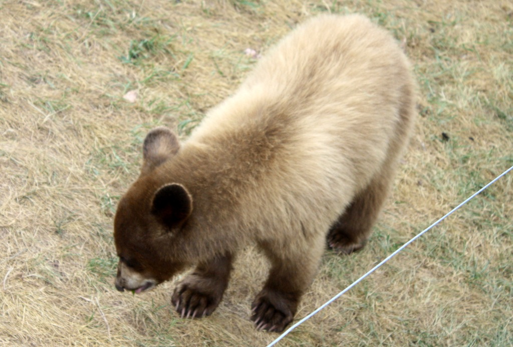 [Mt-Rushmore-and-Bear-Country-1645.jpg]