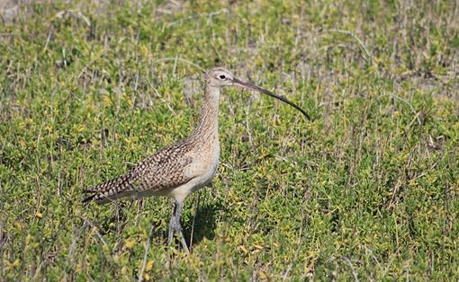 South Padre Long Billed Curlew2