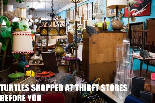 Turtles shopped at thrift stores before it was cool