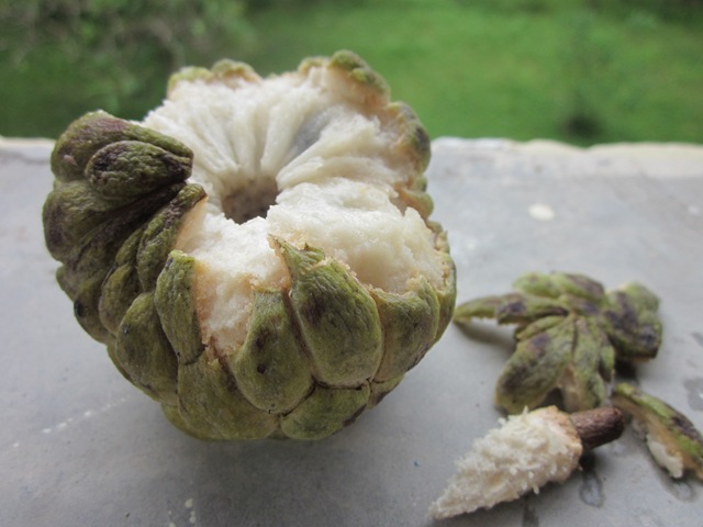 [morestreetfoodandfruit0403.jpg]