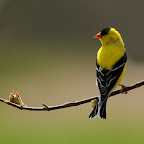 American Goldfinch - April 2008