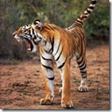 WWF-International WWF-International