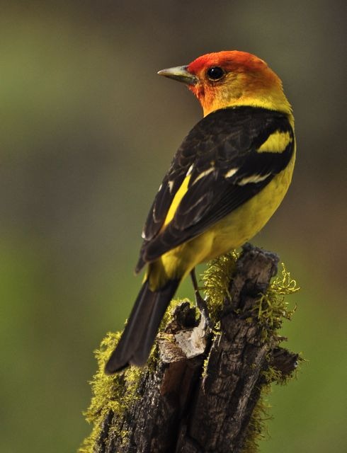 [photoshare%2520Western%2520Tanager%2520Silver%2520Lake%2520OR%2520Olbetsy%255B3%255D.jpg]