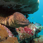 Moray eel (Blue Lagoon, Padangbai, Bali)
