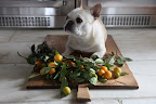 What?  You want me to roll over like the Frenchie in the photo?
