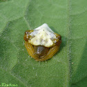 Bird drop Spider