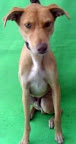 DALI Es un perro jugueton y amoroso. L
e gusta estar en compañia de mas perros y personas.