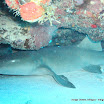 Nurse Shark (2).jpg