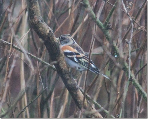 1 brambling 1 brambling