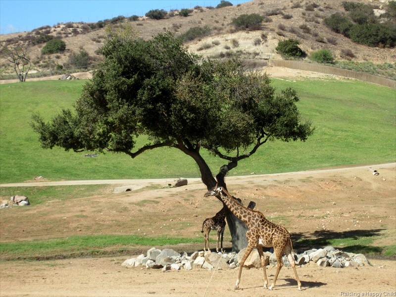 [Oct24_SafariPark3.jpg]