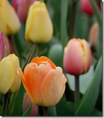 tulips14