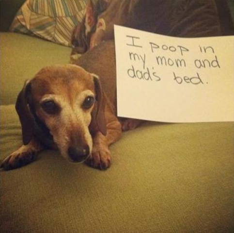 [dog-shaming-bad-31%255B2%255D.jpg]