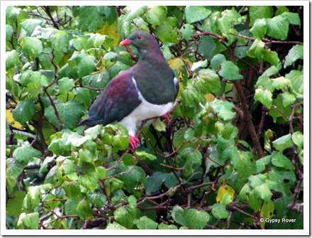 Kereru or Native Pidgeon feeding in a bush outside the motorhome.