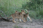 The cubs have such awesome markings - their rosettas still showing well.