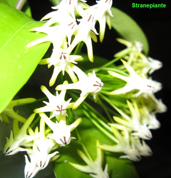 [Hoya-multiflora-thailandia2.jpg]